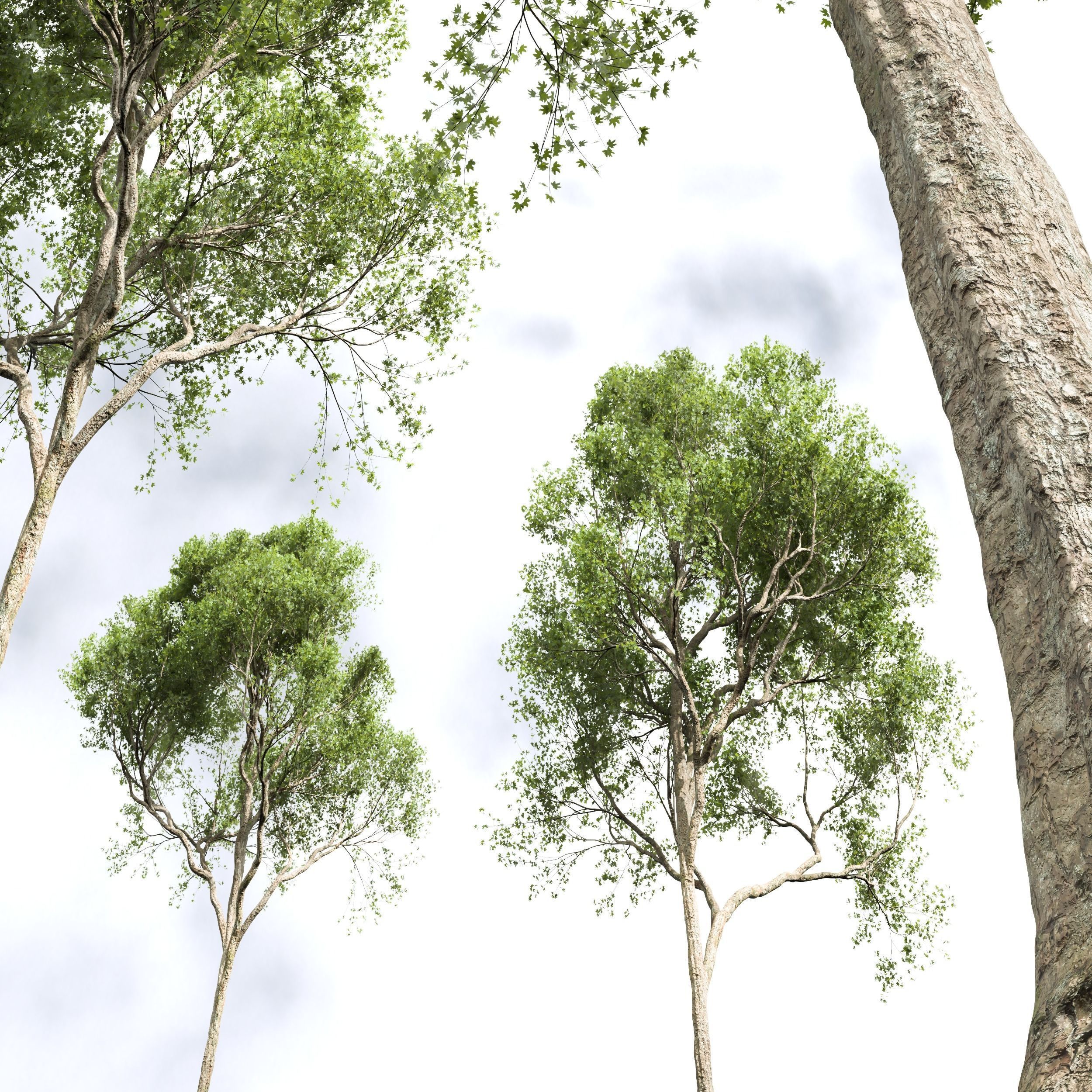spring trees Acer Pseudoplatanus and Celtis Australis 3D model_7