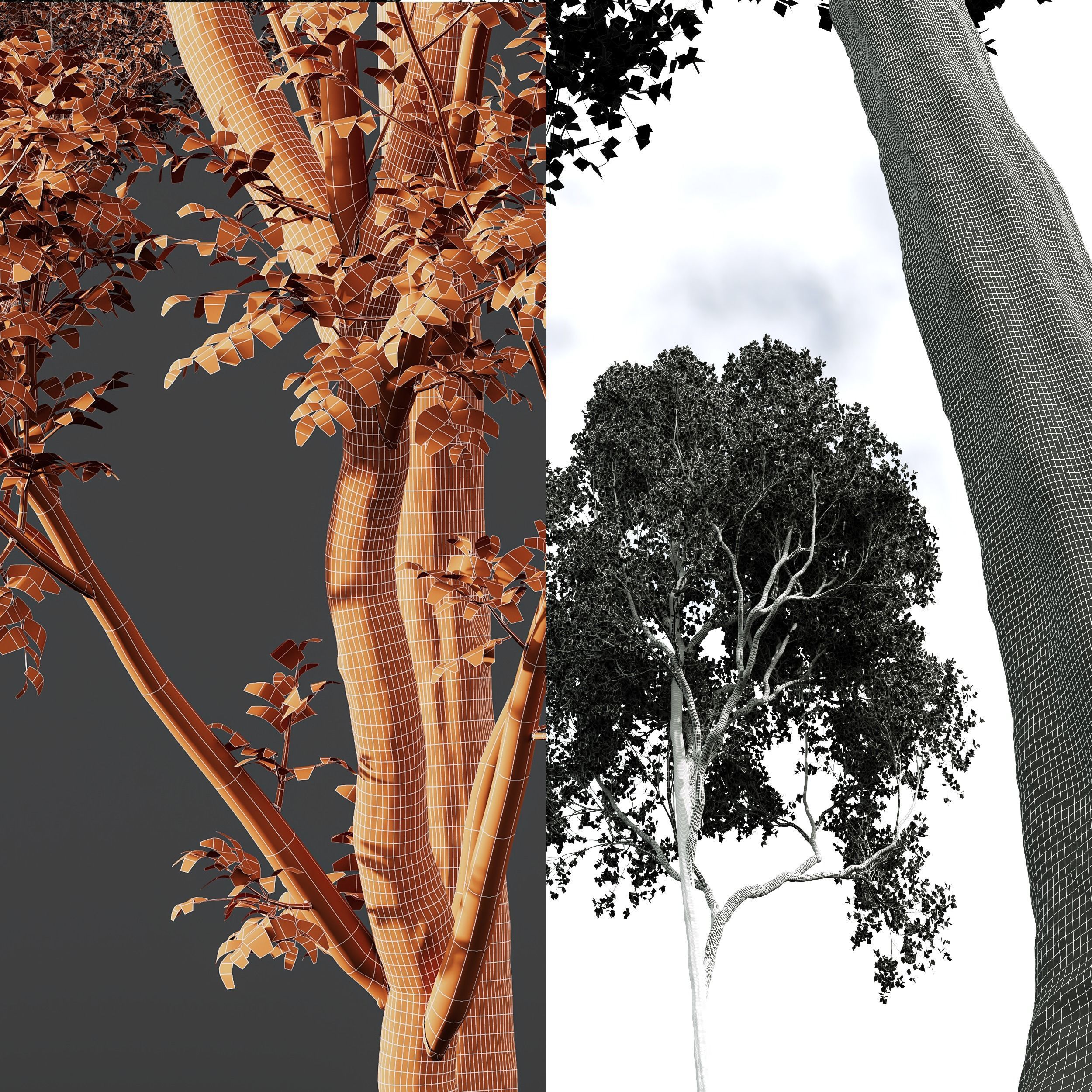 spring trees Acer Pseudoplatanus and Celtis Australis 3D model_11