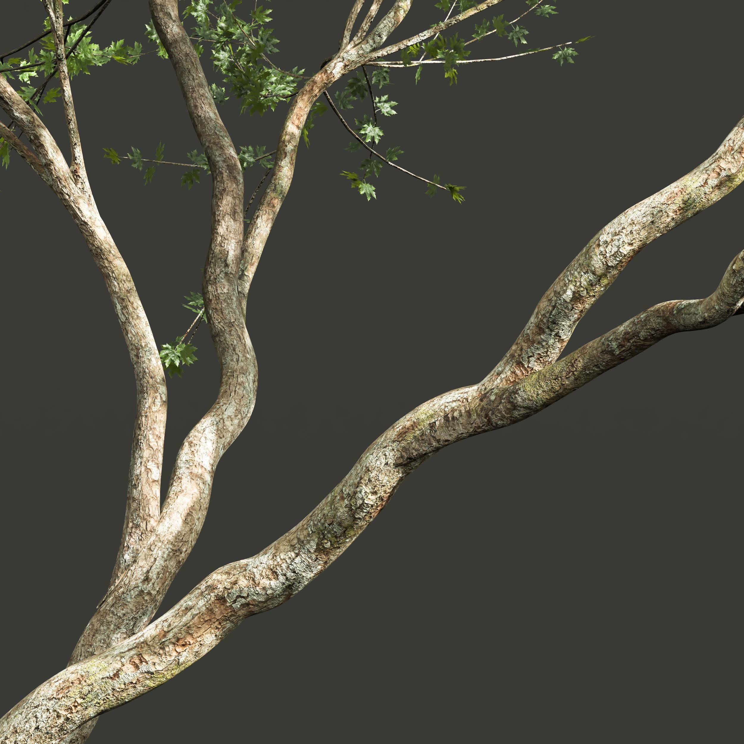 spring trees Acer Pseudoplatanus and Celtis Australis 3D model_2