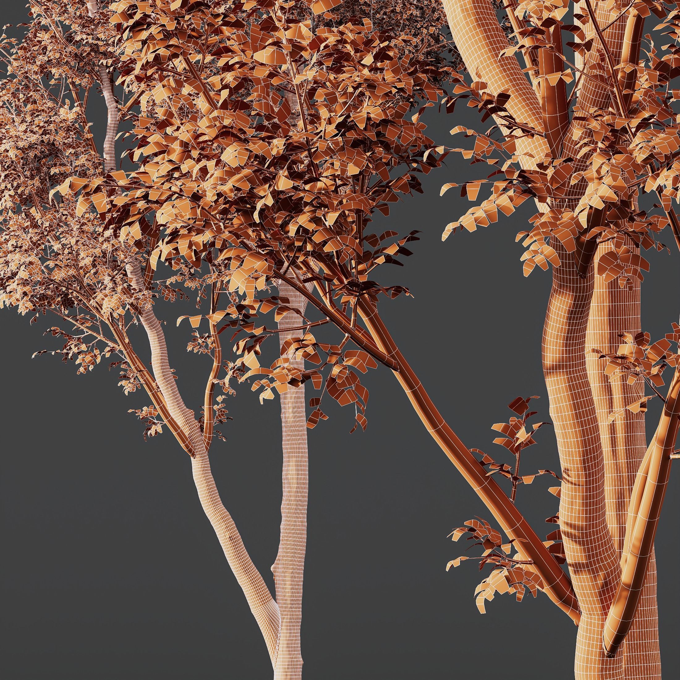 spring trees Acer Pseudoplatanus and Celtis Australis 3D model_10