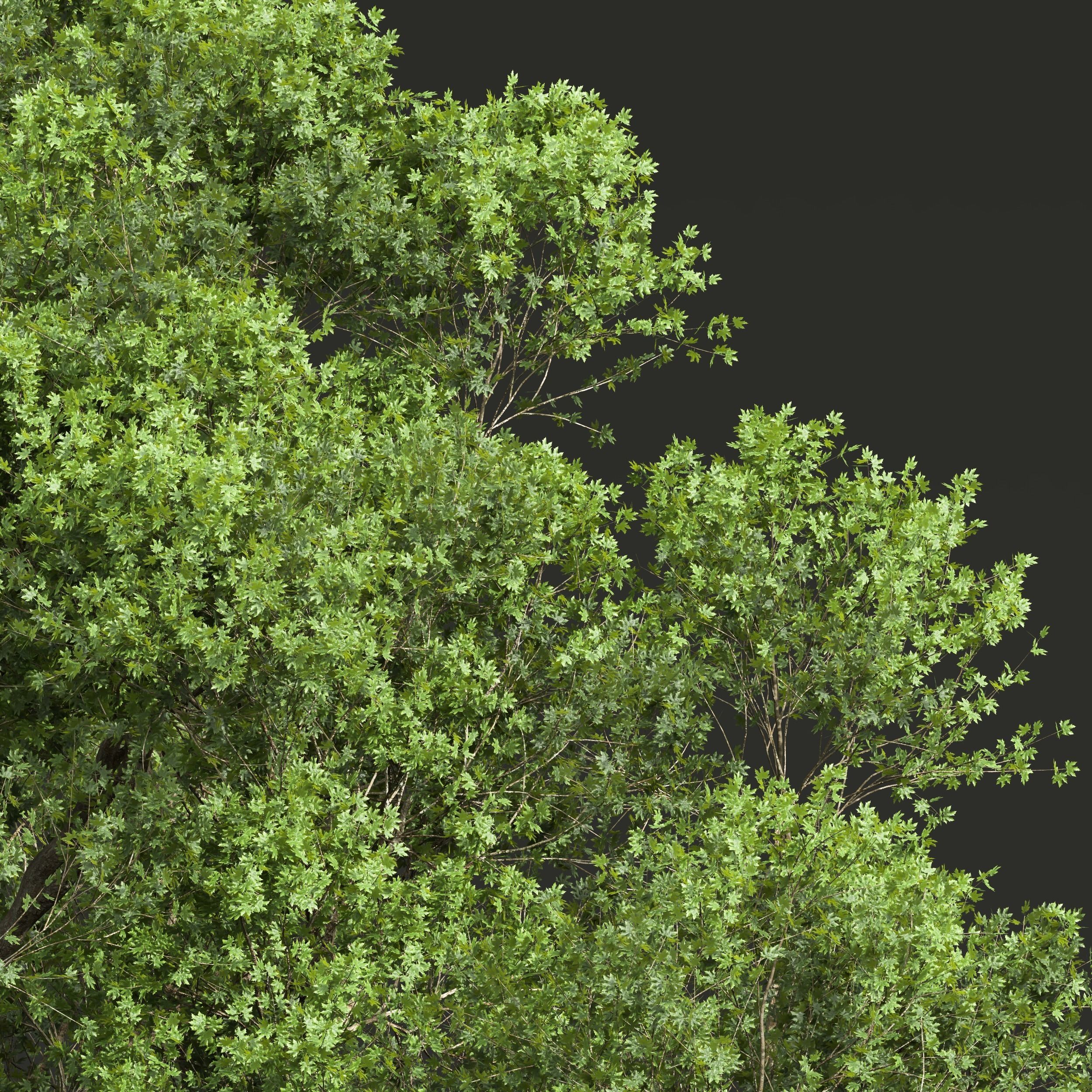 spring trees Acer Pseudoplatanus and Celtis Australis 3D model_6