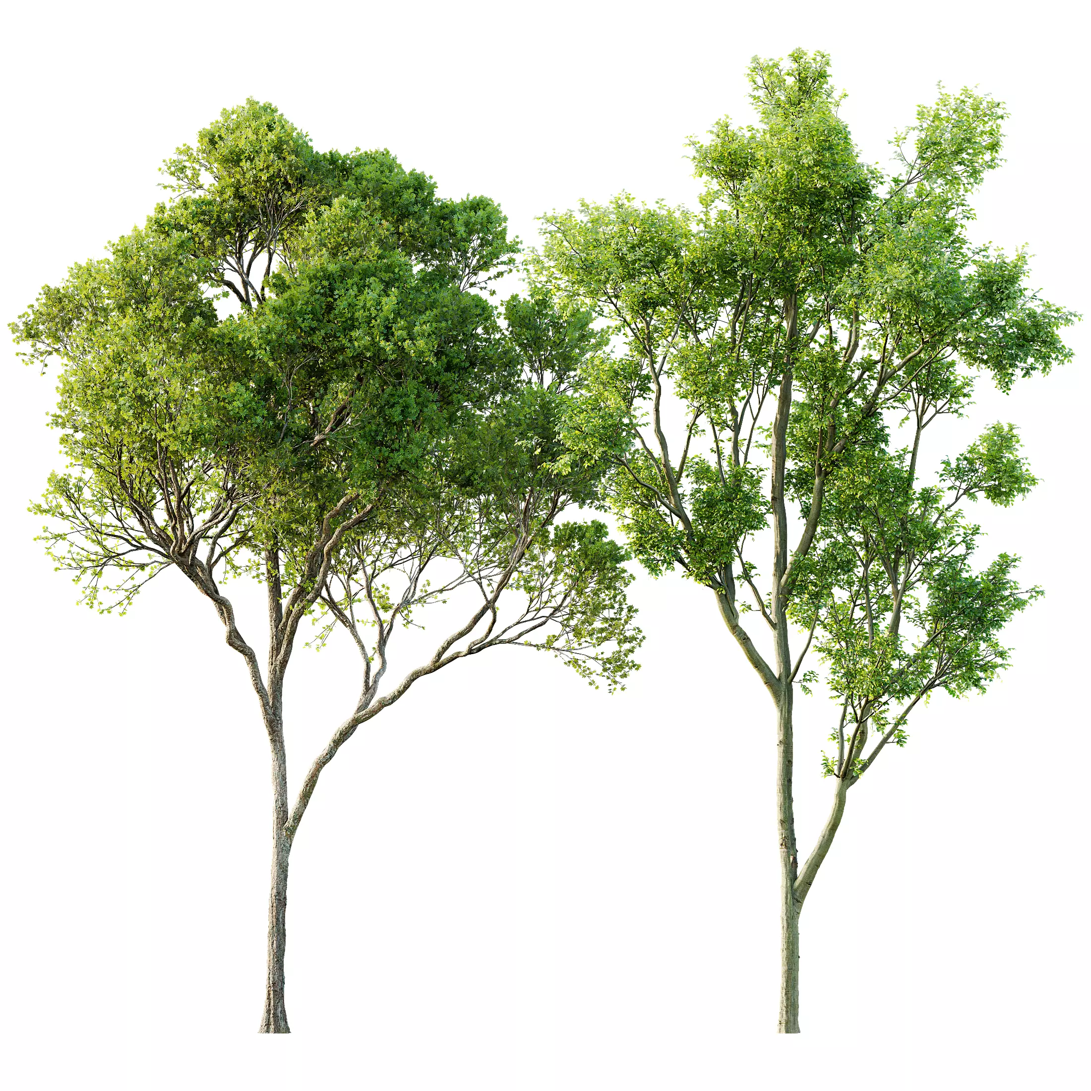 spring trees Acer Pseudoplatanus and Celtis Australis 3D model_0