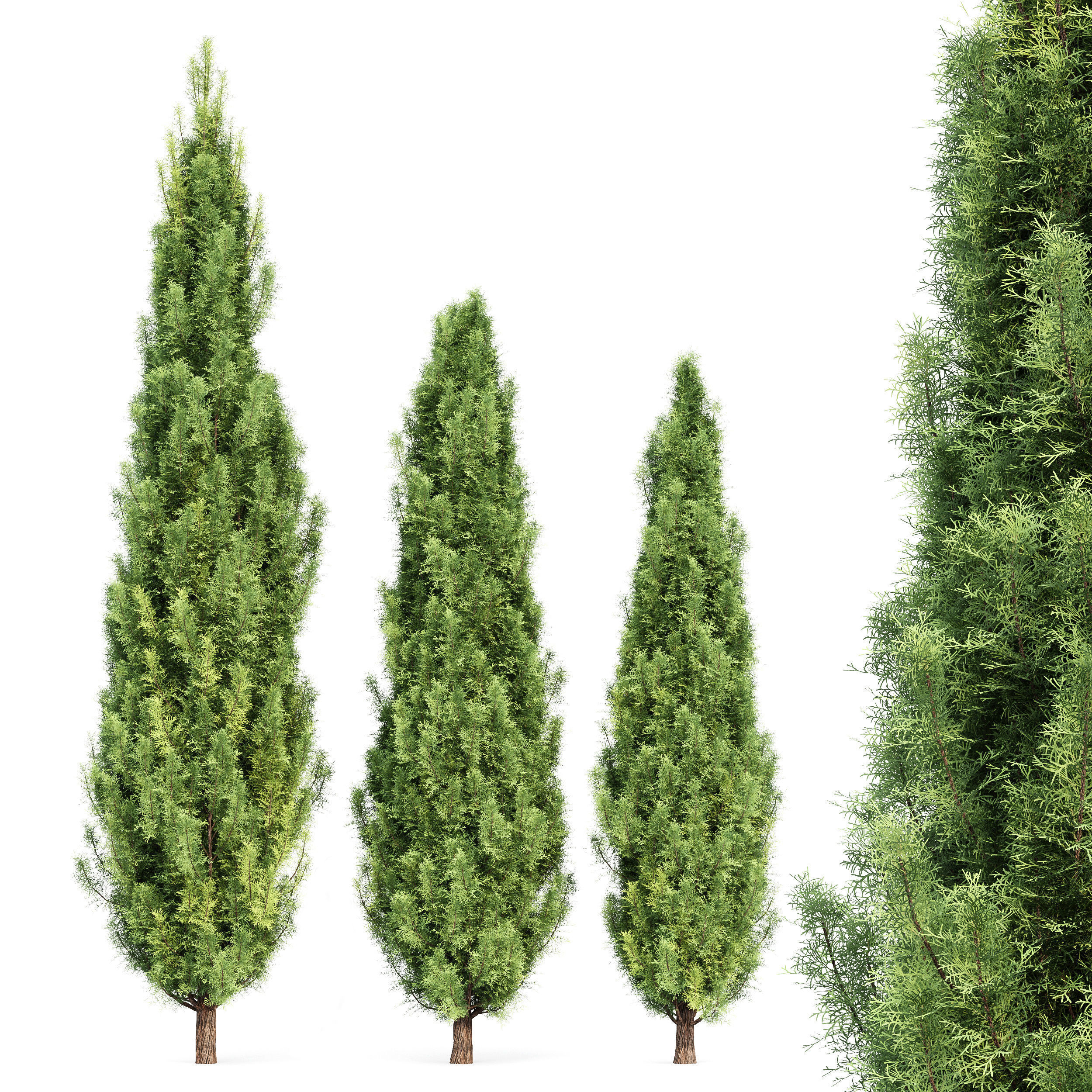 spring trees Maidenhair Ginkgo Biloba and Mediterranean Cypress 3D model_4