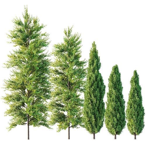 spring trees Maidenhair Ginkgo Biloba and Mediterranean Cypress 3D model