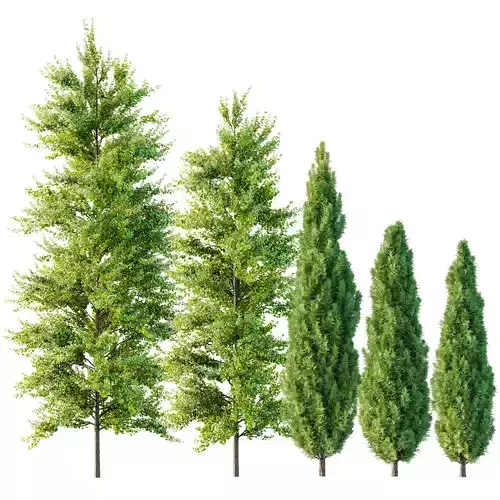 spring trees Maidenhair Ginkgo Biloba and Mediterranean Cypress