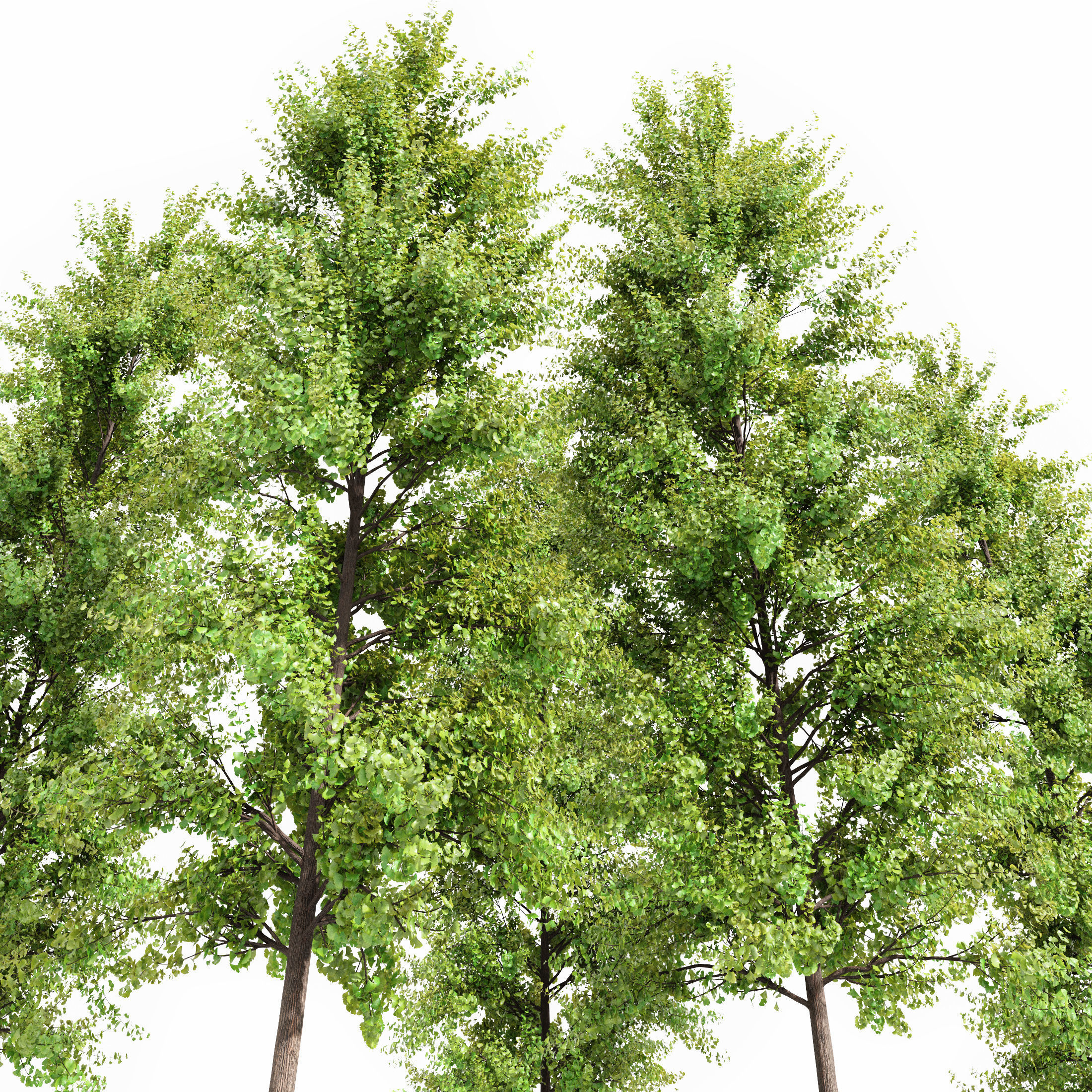 spring trees Maidenhair Ginkgo Biloba and Mediterranean Cypress 3D model_2