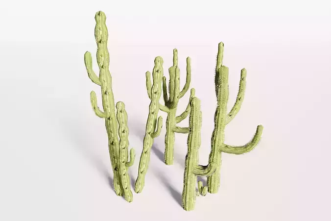 5 Cactus