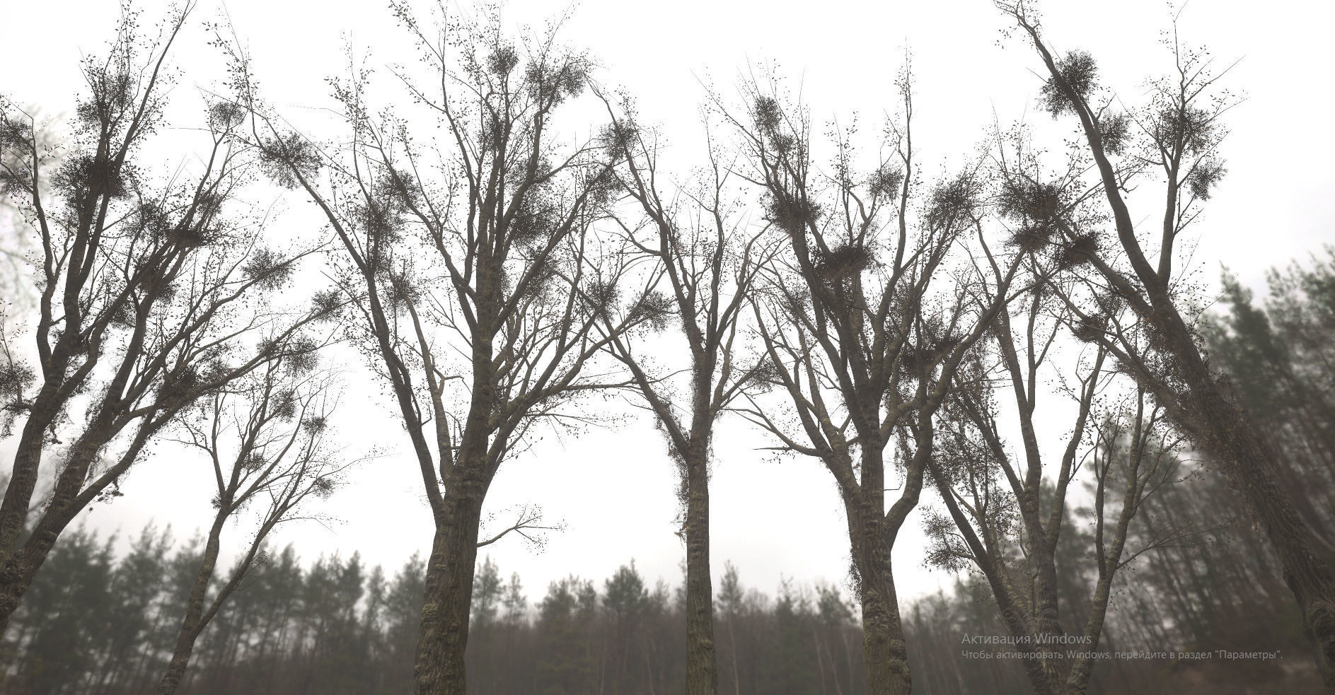 Horror Trees  Low-poly 3D model_4