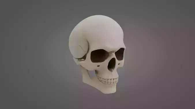 Human Skull