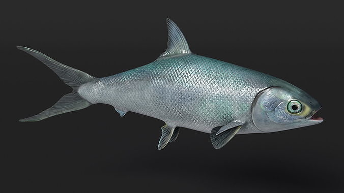 Chanos Chanos Rigged for Maya 3D model 6
