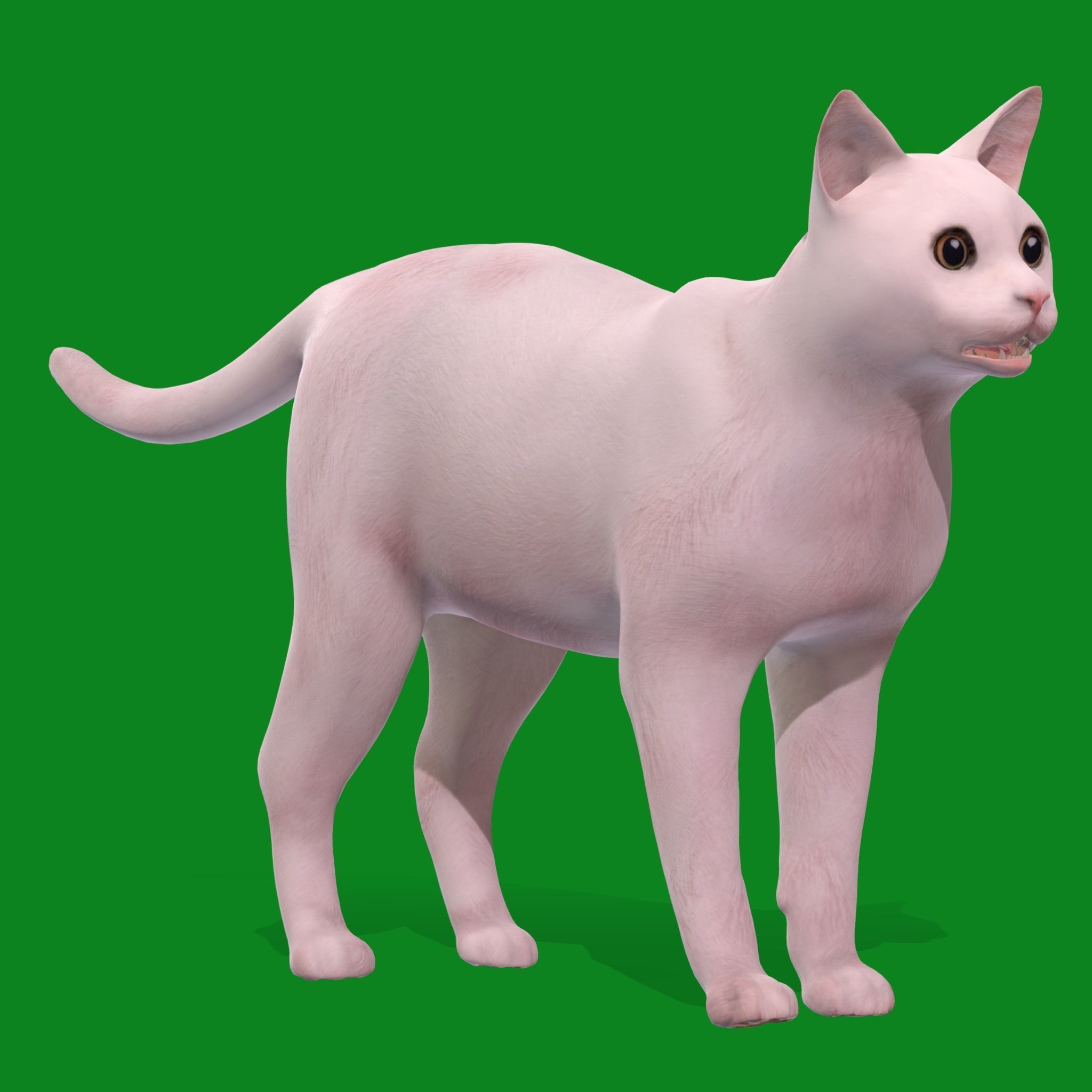 Khao Manee White Cat Low-poly 3D model_28