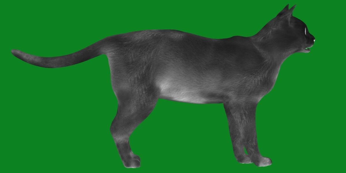 Khao Manee White Cat Low-poly 3D model_17