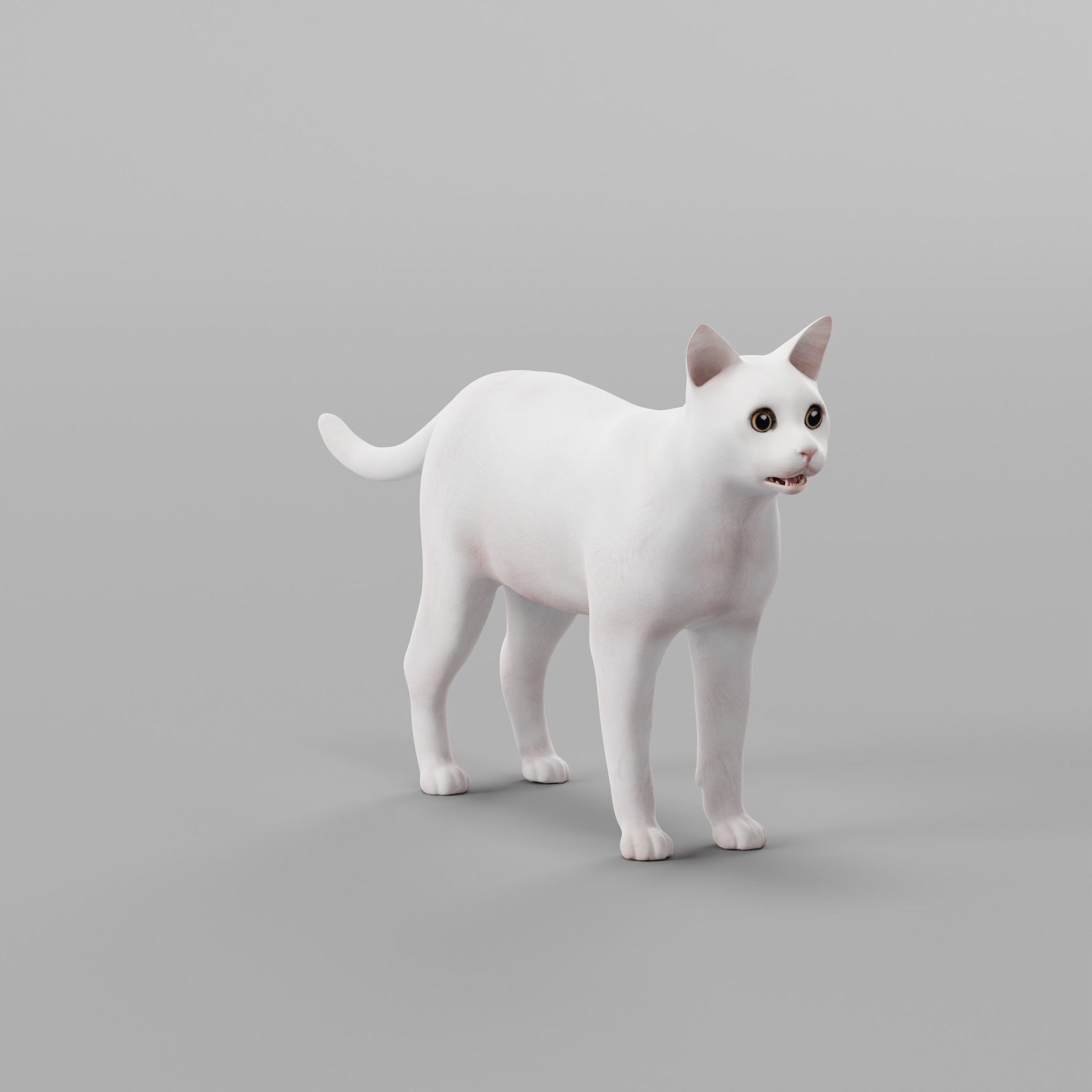 Khao Manee White Cat Low-poly 3D model_8