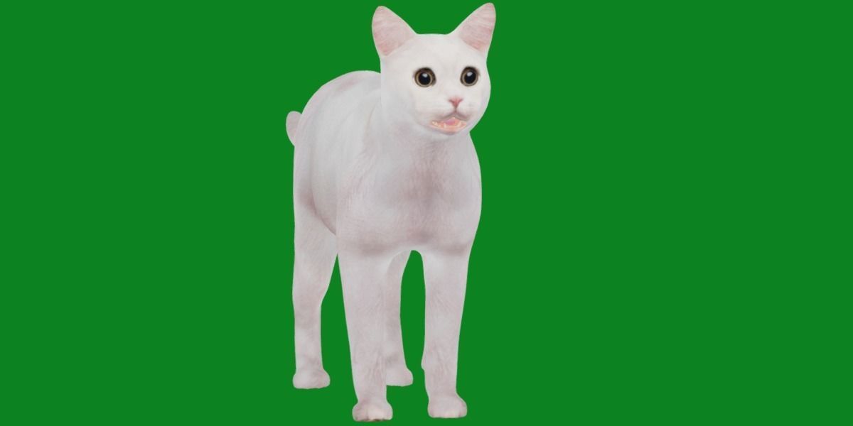 Khao Manee White Cat Low-poly 3D model_31