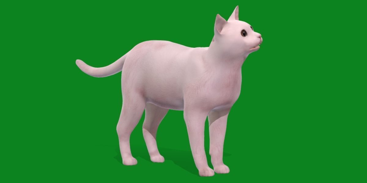Khao Manee White Cat Low-poly 3D model_36