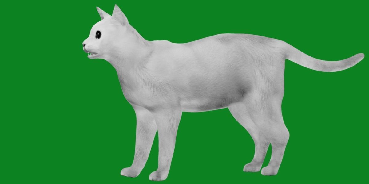 Khao Manee White Cat Low-poly 3D model_19