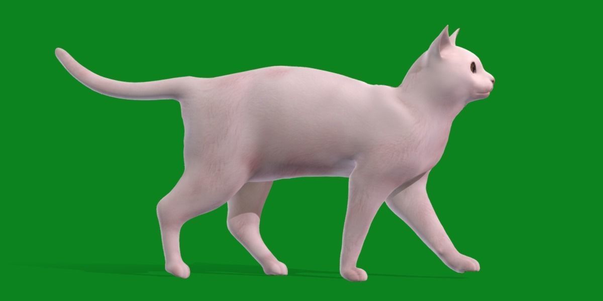 Khao Manee White Cat Low-poly 3D model_27