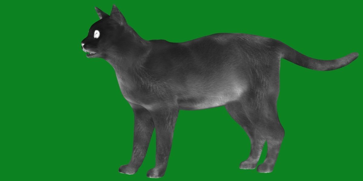 Khao Manee White Cat Low-poly 3D model_18