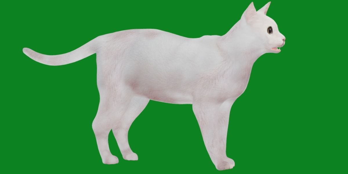 Khao Manee White Cat Low-poly 3D model_30