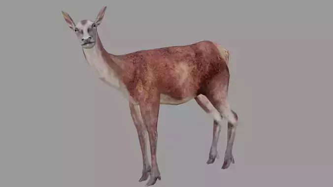 deer lowpoly 3d model