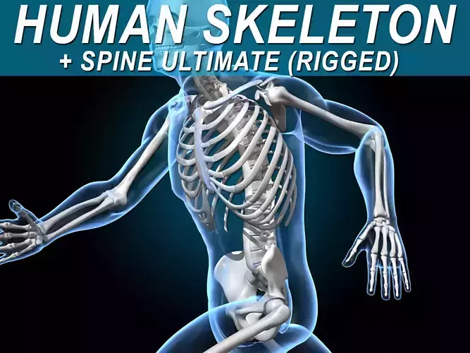 Human Skeleton - Rigged 3D model