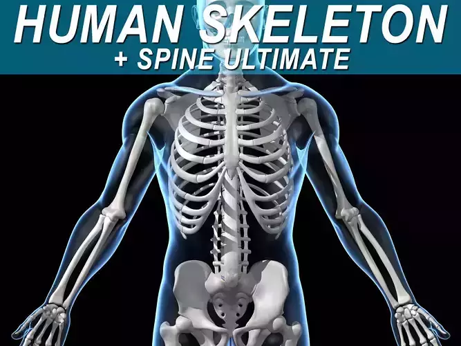 Human Skeleton 3D model