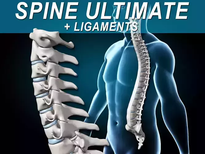 Spine Ultimate 3D model