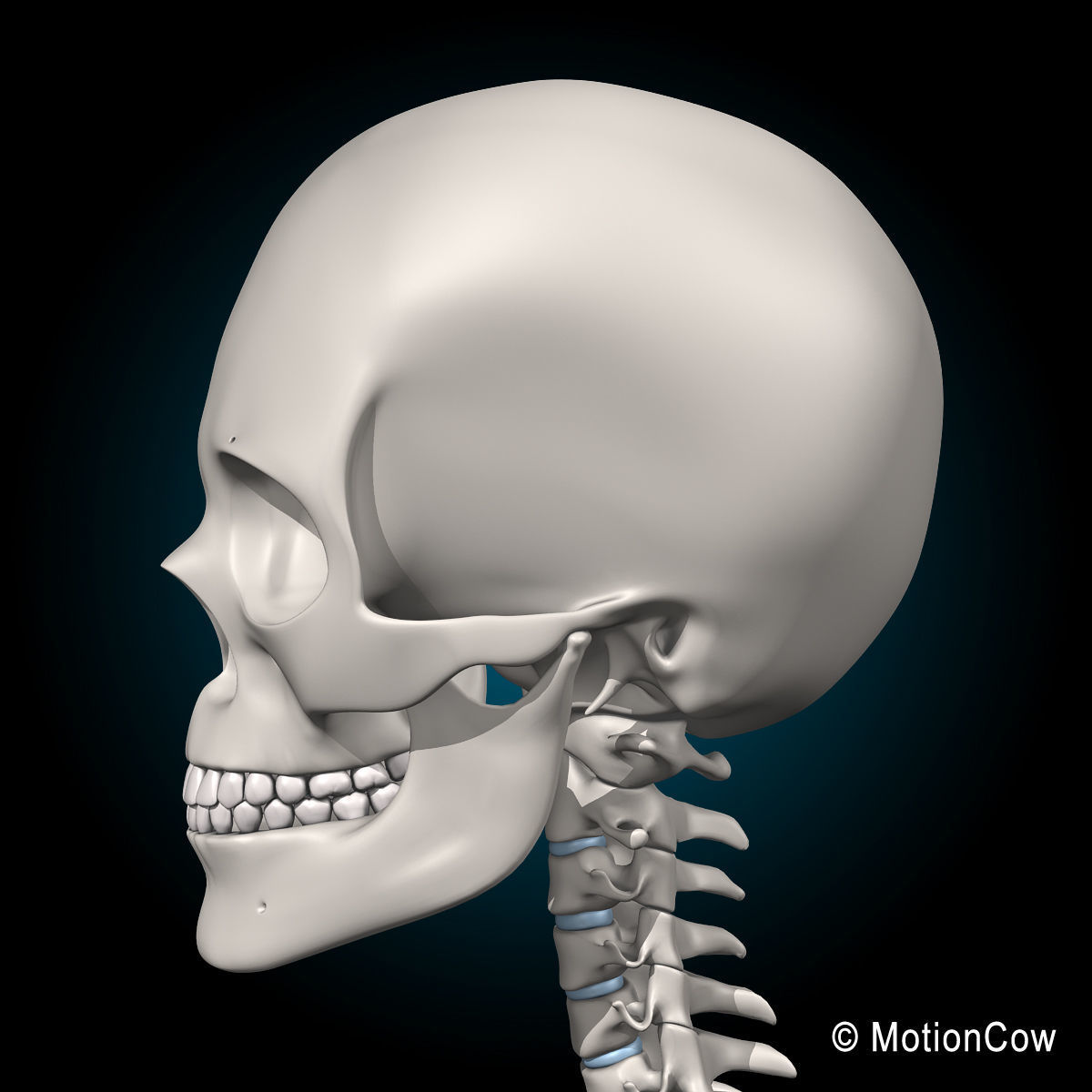 Skeleton and Anatomy 3D model_21