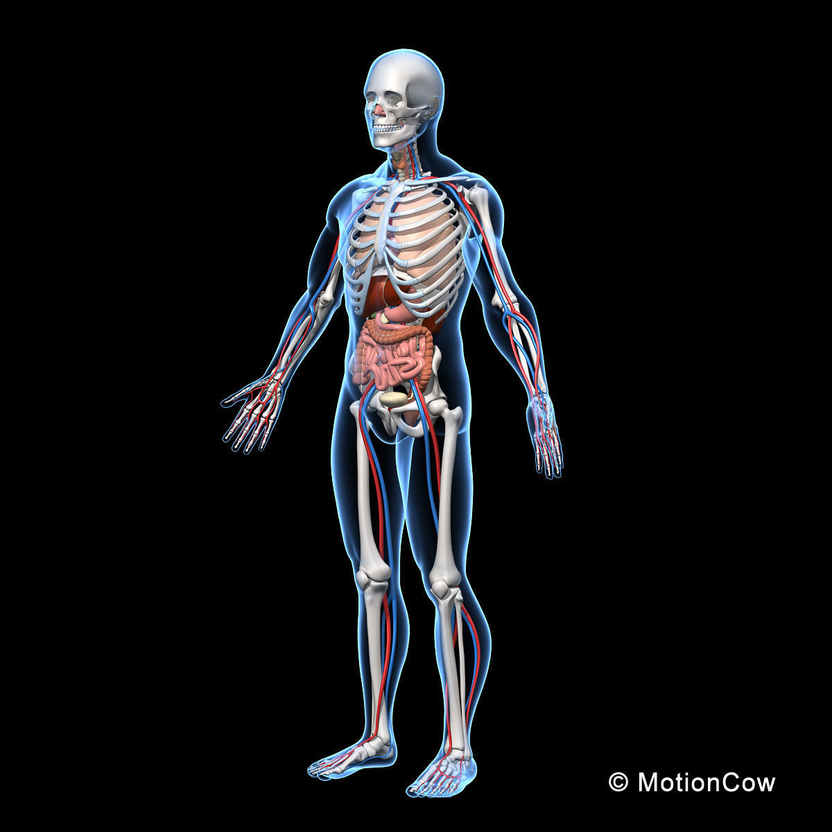 Skeleton and Anatomy 3D model_7