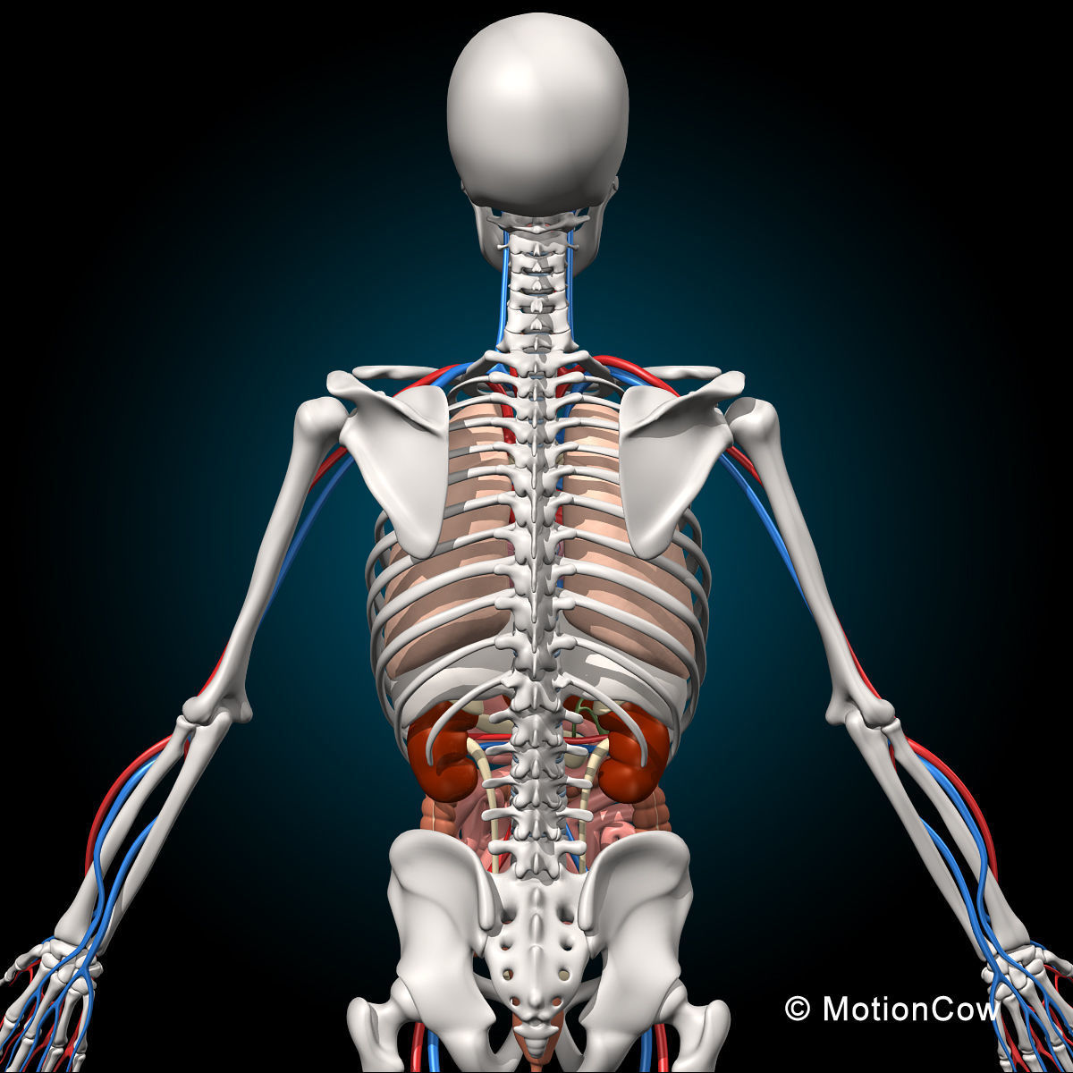 Skeleton and Anatomy 3D model_5