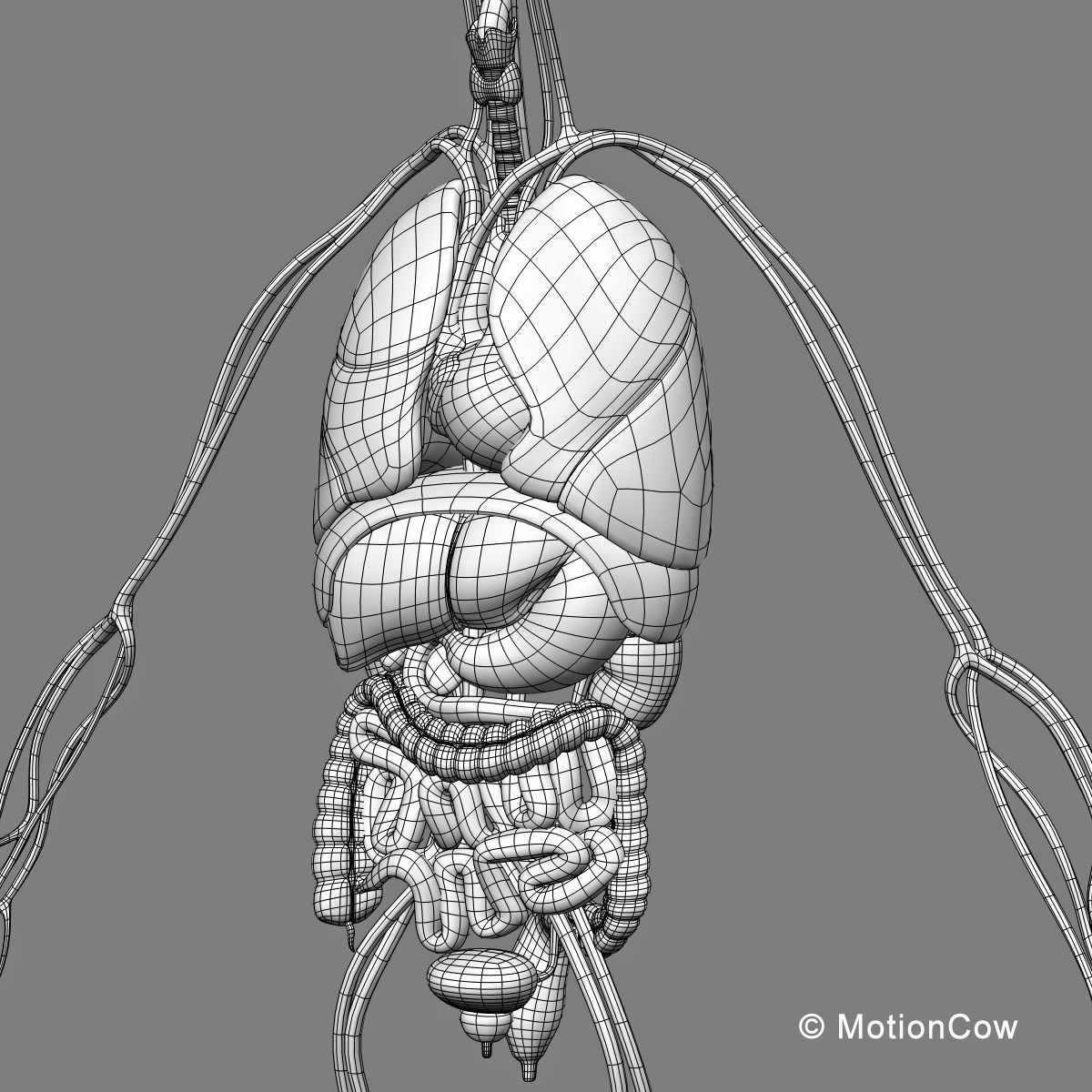 Skeleton and Anatomy 3D model_34