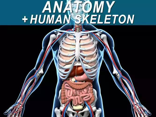 Skeleton and Anatomy