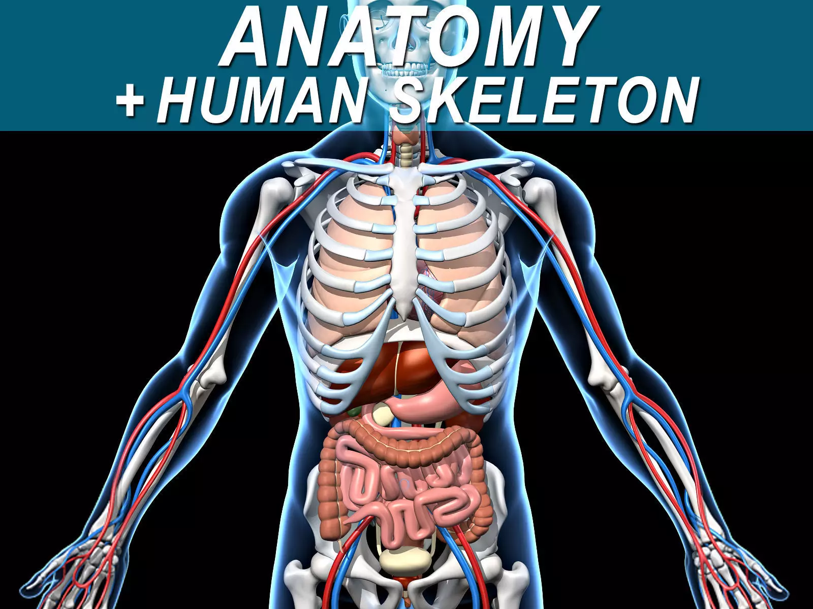 Skeleton and Anatomy 3D model_0