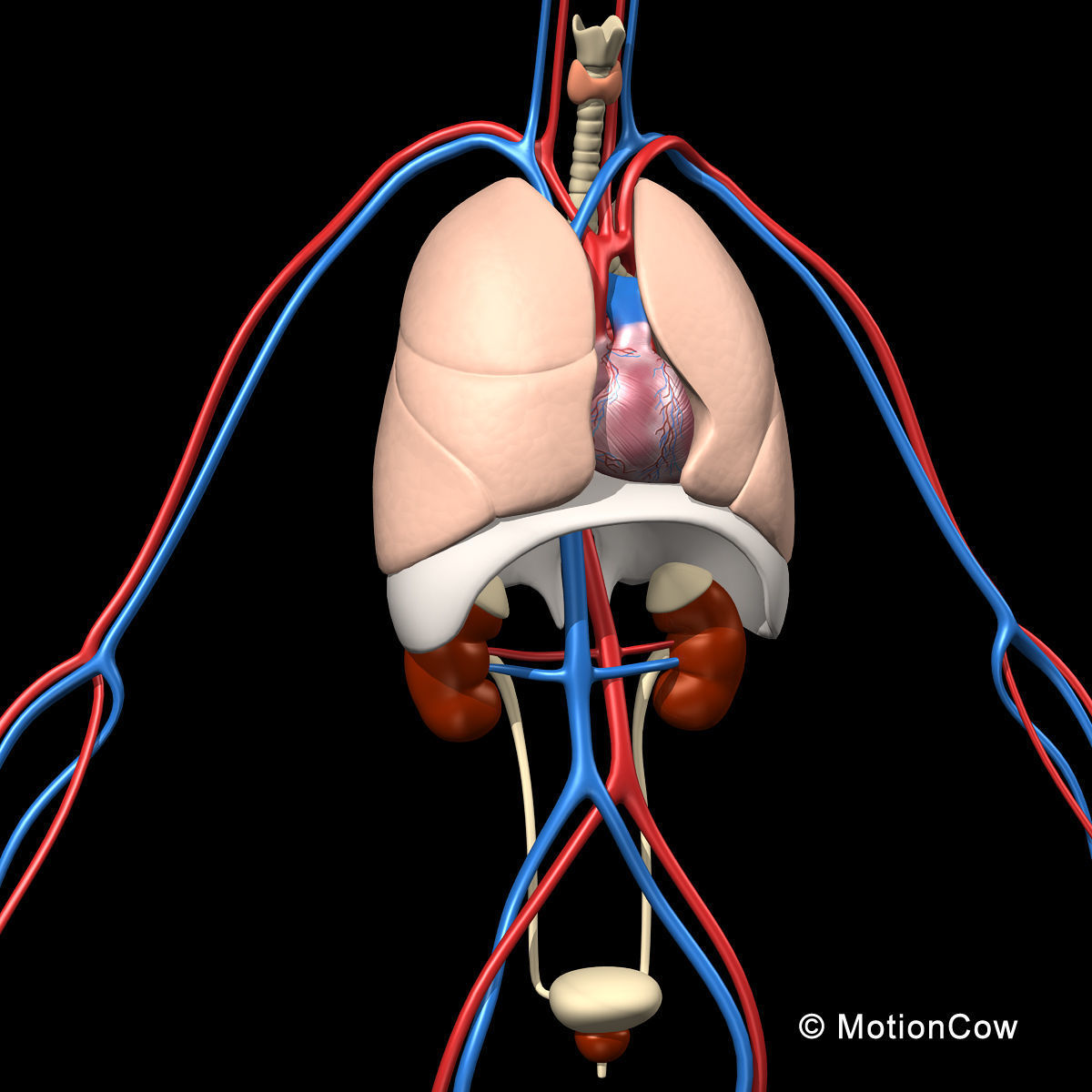 Skeleton and Anatomy 3D model_17