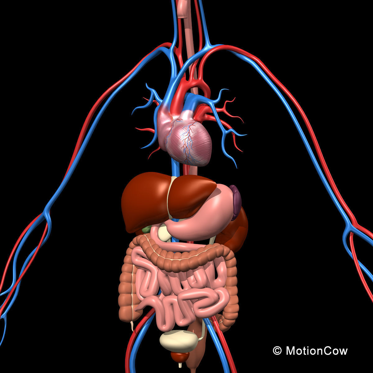 Skeleton and Anatomy 3D model_16