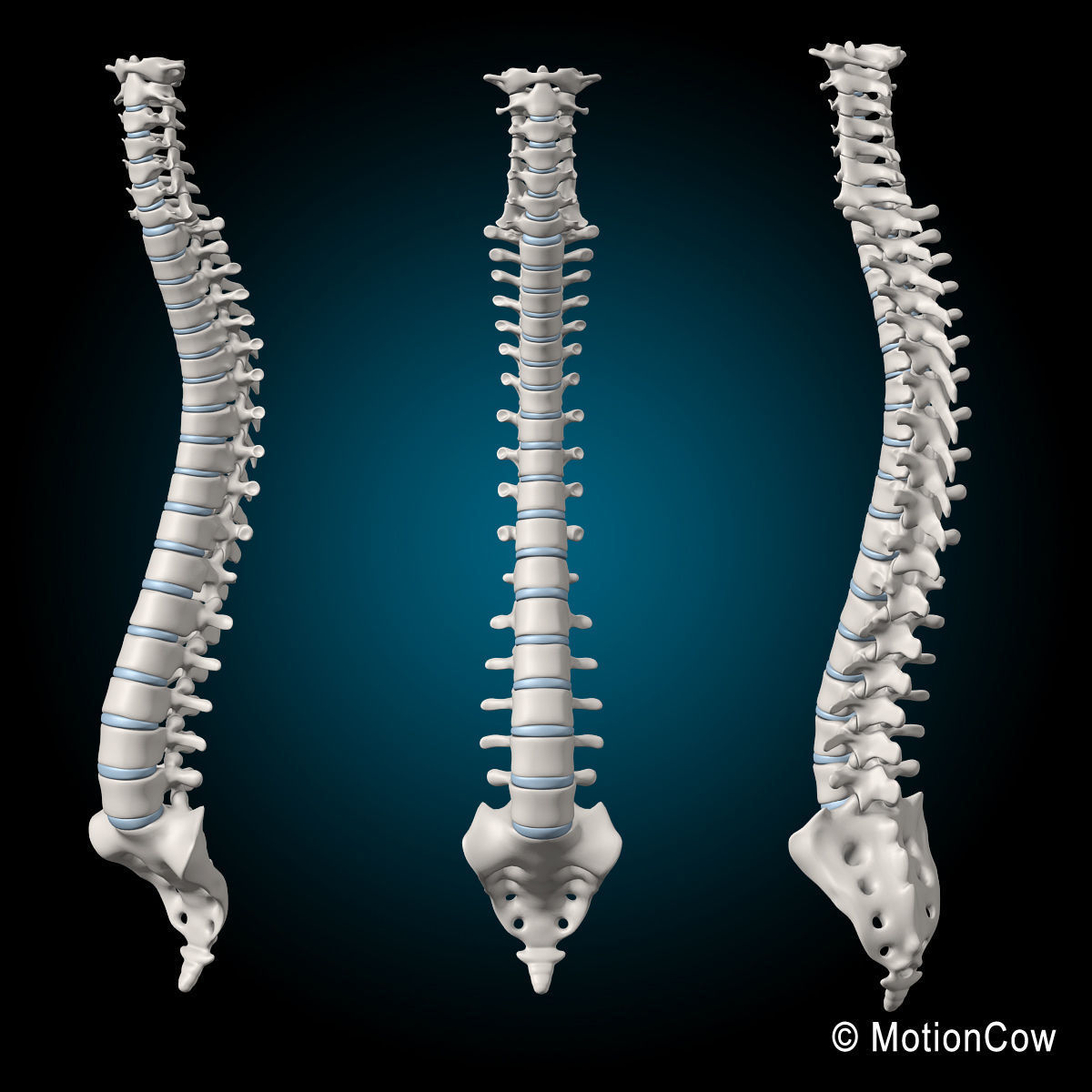 Skeleton and Anatomy 3D model_27