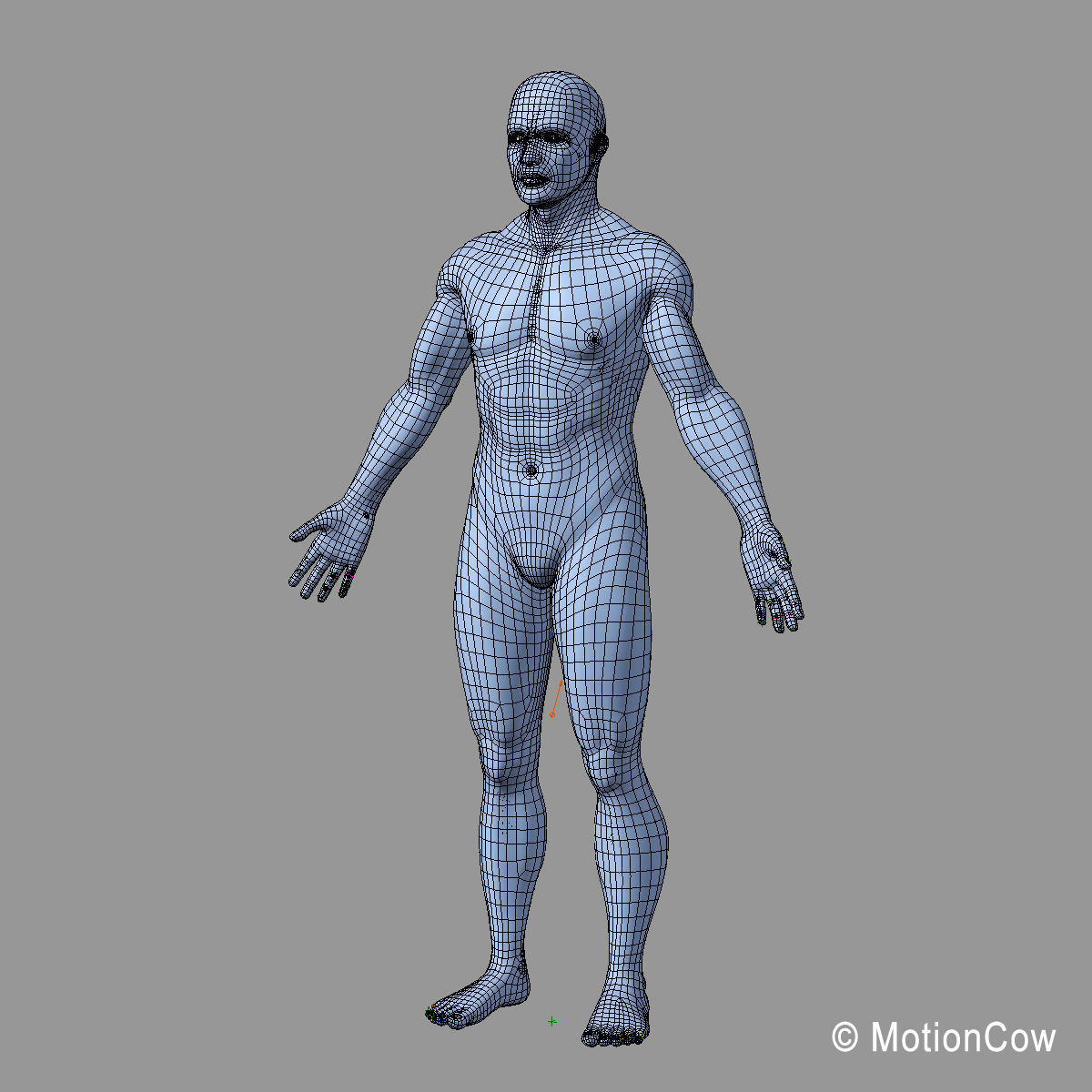 Skeleton and Anatomy 3D model_41