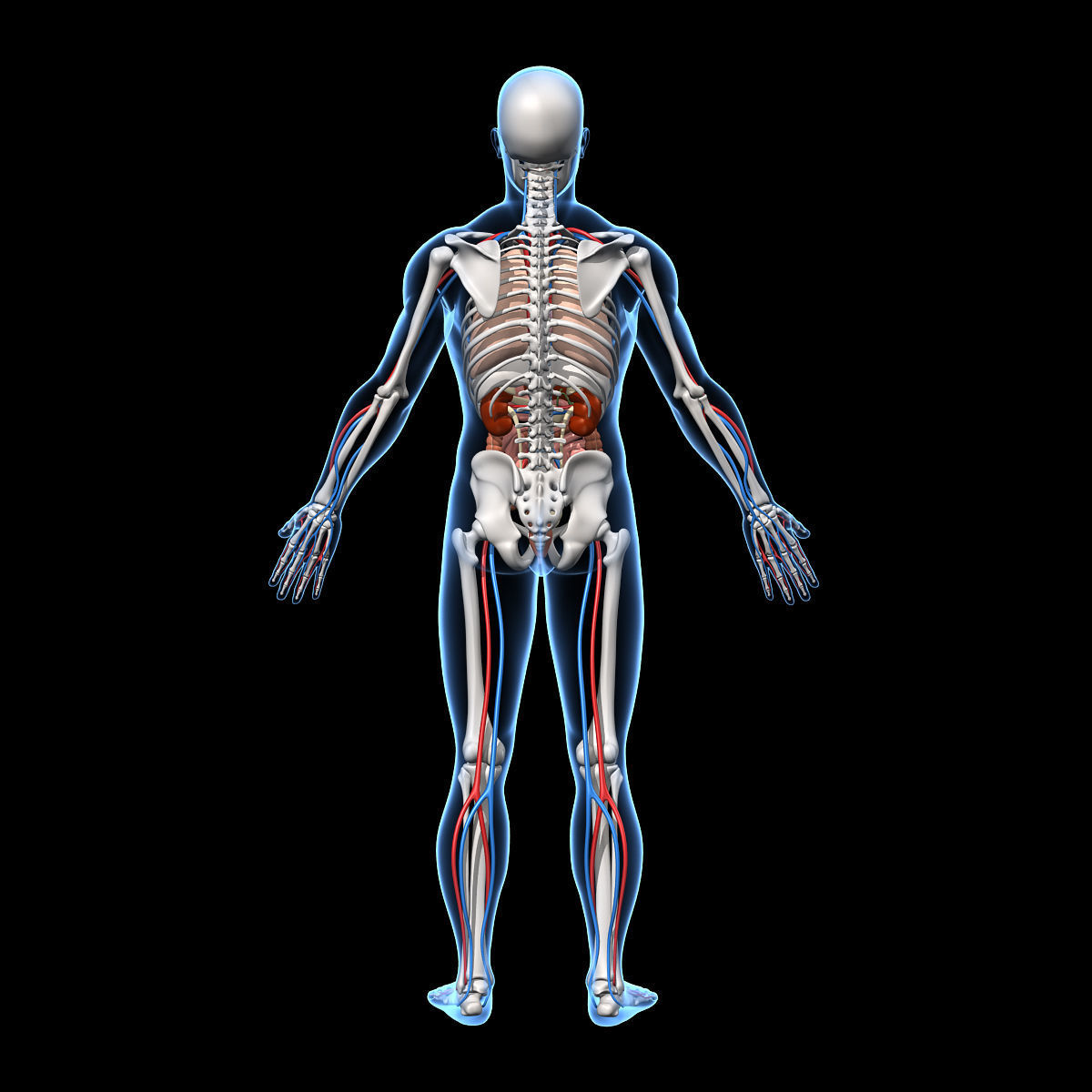Skeleton and Anatomy 3D model_10
