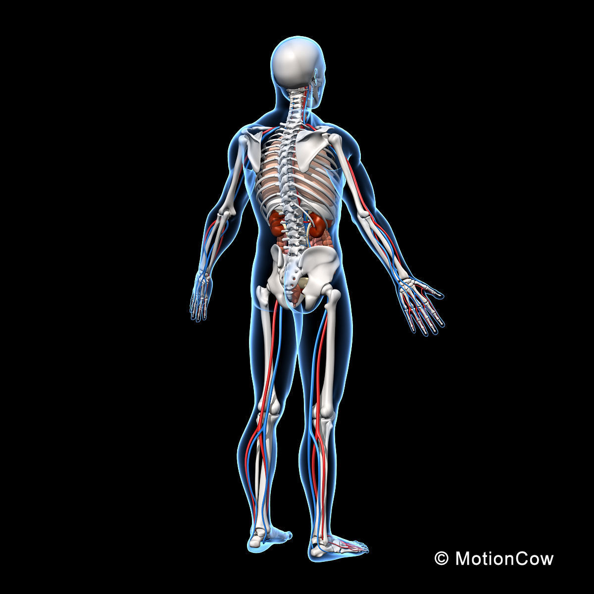 Skeleton and Anatomy 3D model_9