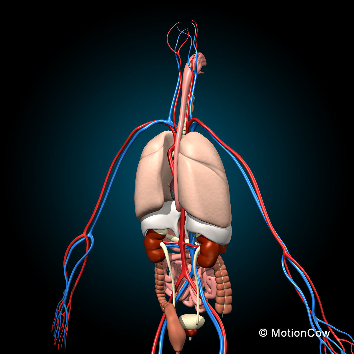 Skeleton and Anatomy 3D model_13