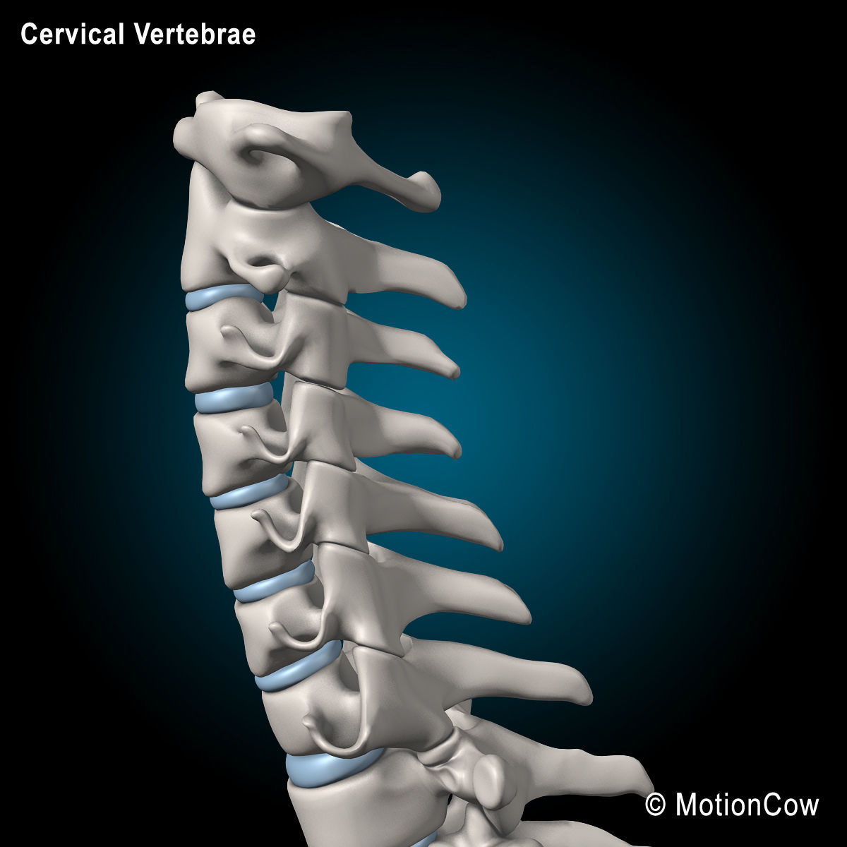 Skeleton and Anatomy 3D model_29