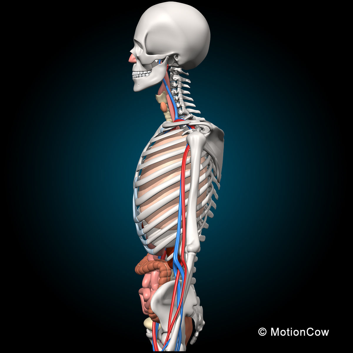Skeleton and Anatomy 3D model_6