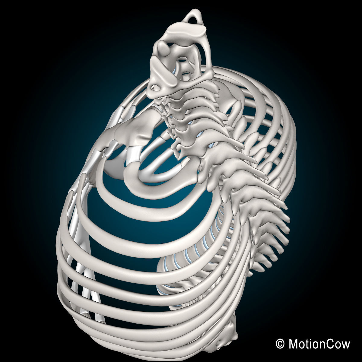 Skeleton and Anatomy 3D model_26