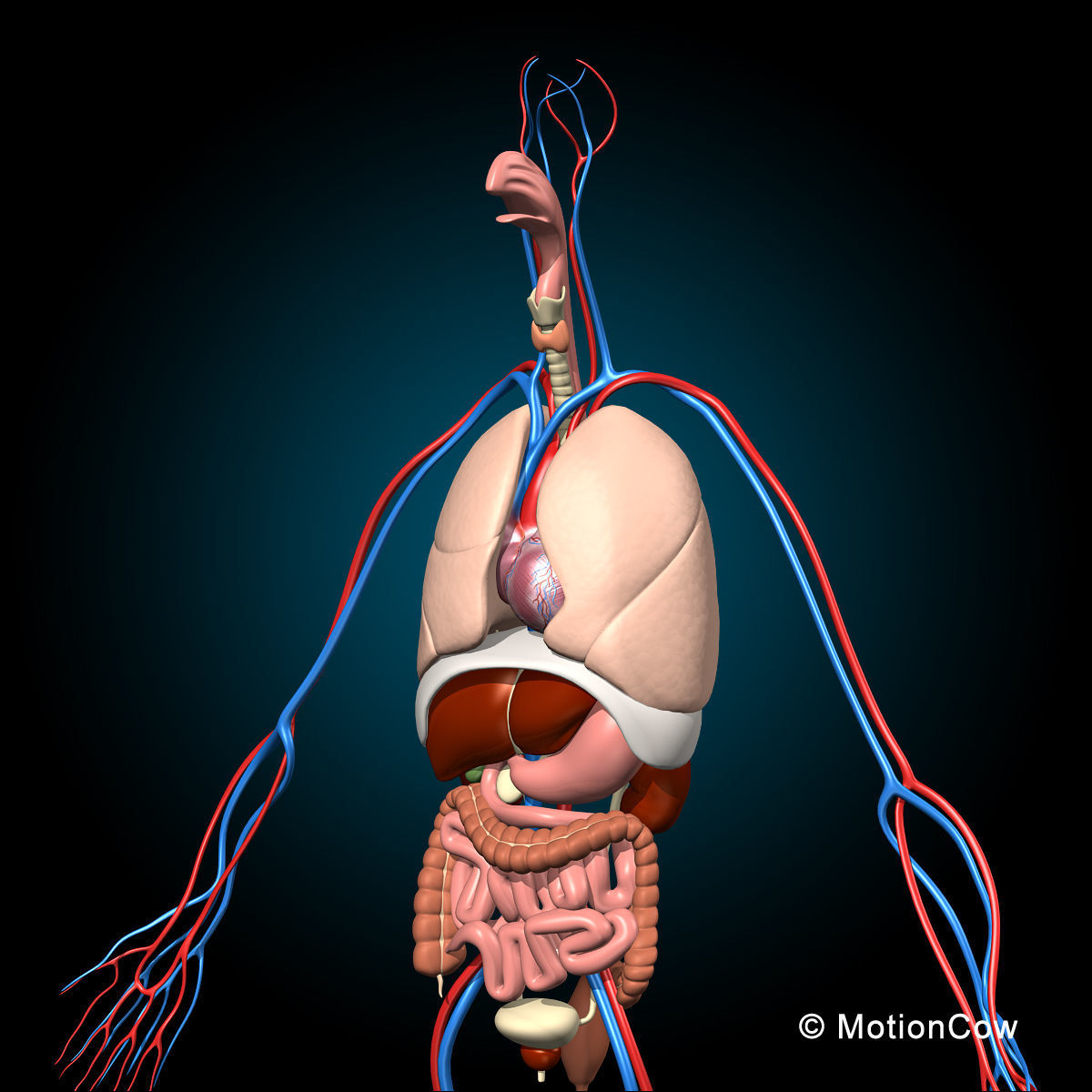 Skeleton and Anatomy 3D model_12