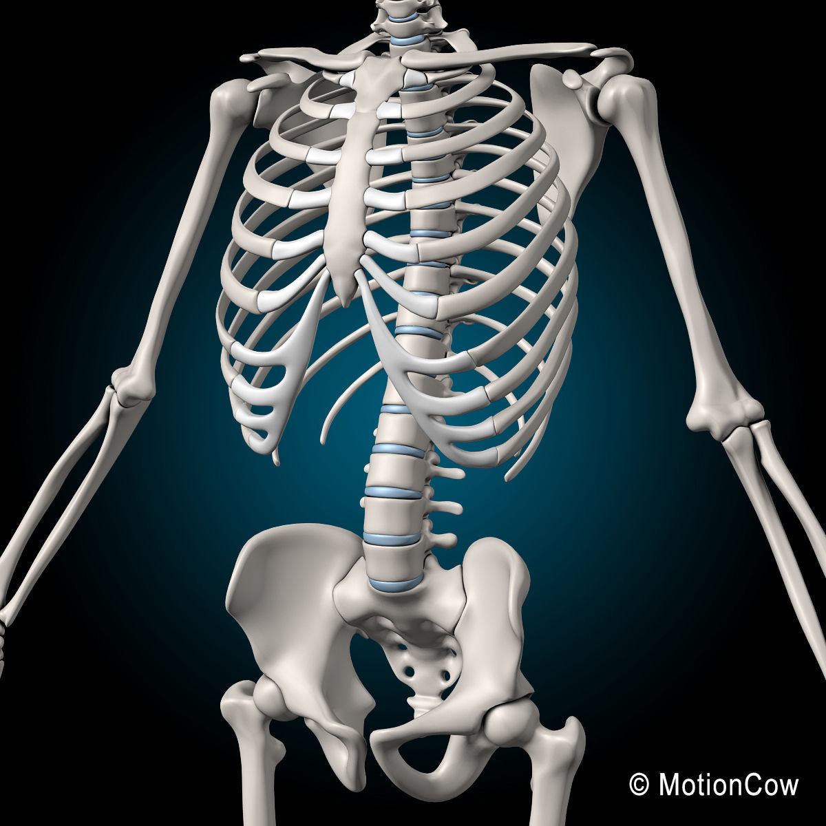Skeleton and Anatomy 3D model_18