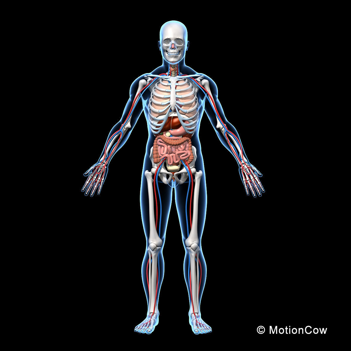 Skeleton and Anatomy 3D model_8