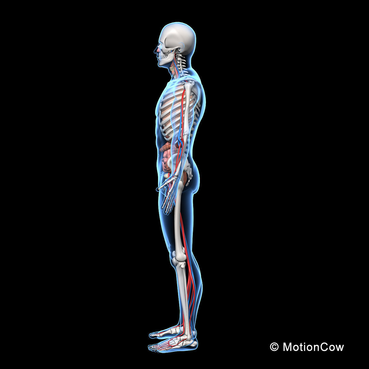 Skeleton and Anatomy 3D model_11