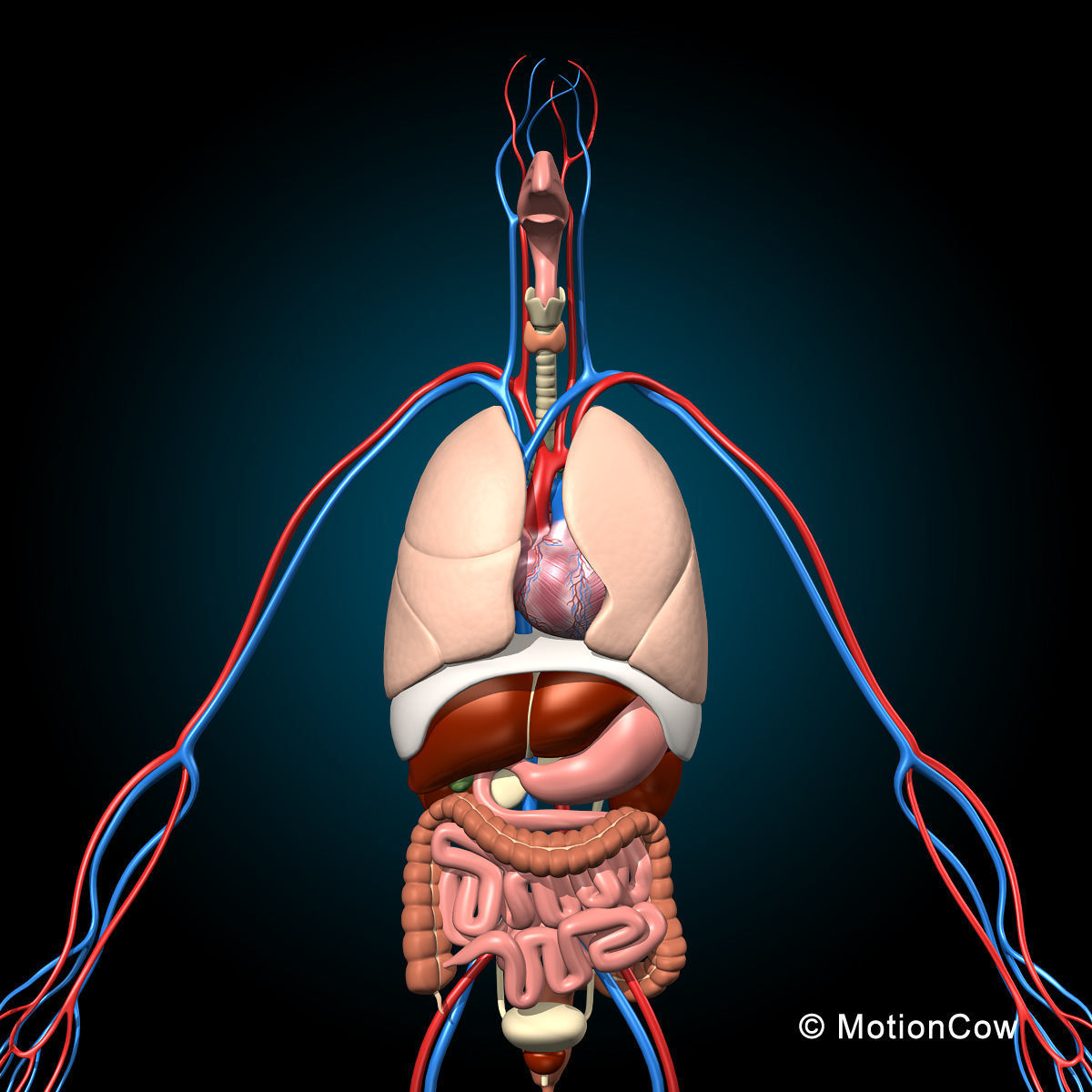 Skeleton and Anatomy 3D model_14