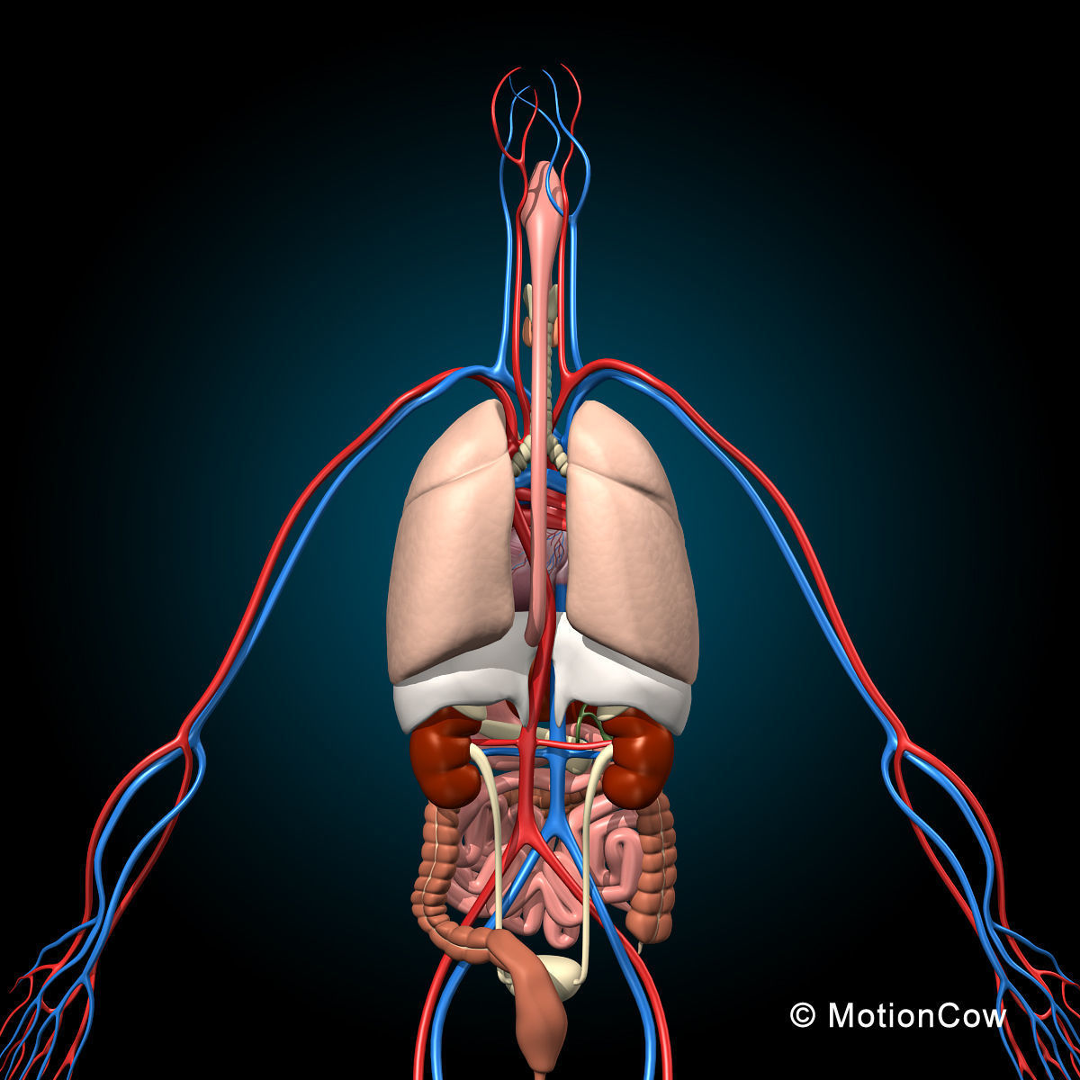 Skeleton and Anatomy 3D model_15