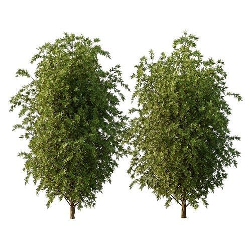beautiful tree02 Free 3D model
